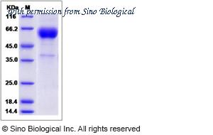 Sino Biological 90091-C01H image 1
