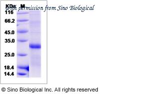 Sino Biological 90092-C07B image 1