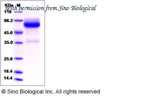 Sino Biological 90109-C02H image 1