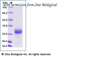 Sino Biological 90109-C08B image 1