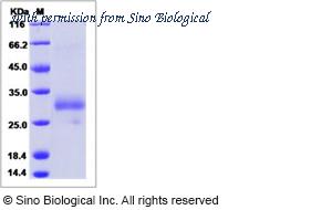 Sino Biological 90110-C08H image 1