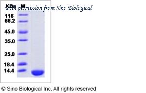 Sino Biological 90132-C08Y image 1