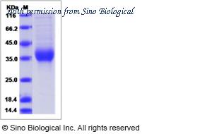 Sino Biological 90133-C08H image 1