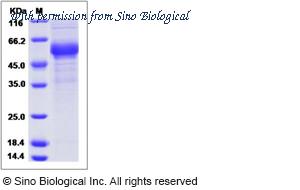 Sino Biological 90146-H01H image 1