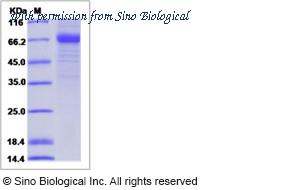Sino Biological 90159-C01H image 1
