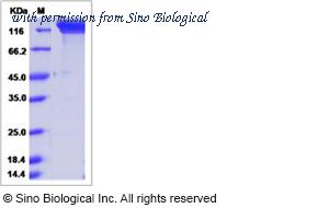 Sino Biological 90169-C02H image 1