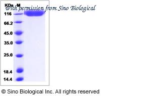 Sino Biological 90180-C08H image 1
