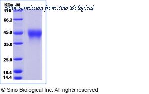 Sino Biological 90203-C08H image 1