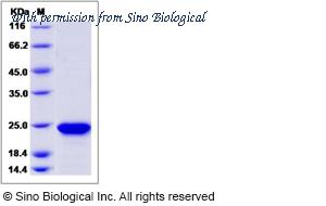 Sino Biological 90220-C08H image 1