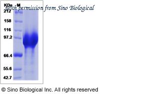 Sino Biological 90223-C07H image 1