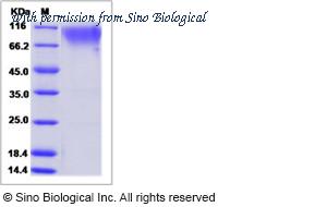 Sino Biological 90225-C02H image 1