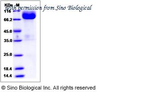 Sino Biological 90226-C02H image 1