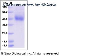 Sino Biological 90226-C08H image 1