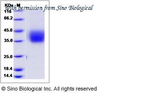 Sino Biological 90229-C08H image 1