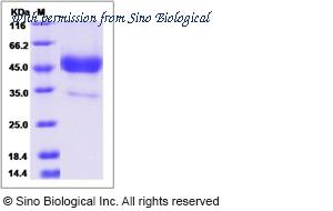 Sino Biological 90243-C04H image 1