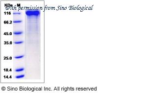 Sino Biological 90246-C02H image 1