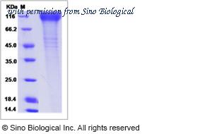 Sino Biological 90246-C08H image 1