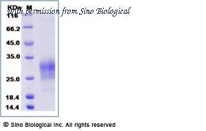 Sino Biological 90250-C08H image 1