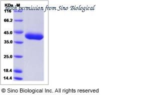 Sino Biological 90271-C08H image 1