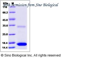 Sino Biological 90287-CNAE image 1