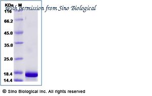 Sino Biological 90293-C08B image 1