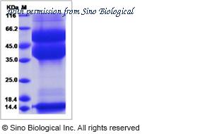 Sino Biological 90294-C08H image 1