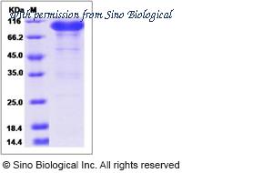 Sino Biological 90297-C02H image 1