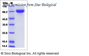 Sino Biological 90297-C08H image 1