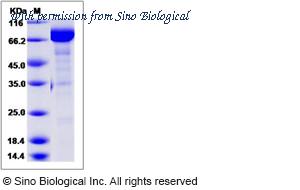 Sino Biological 90297-CCCH image 1
