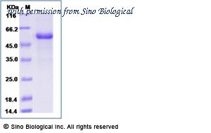 Sino Biological 90310-C08B image 1