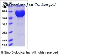 Sino Biological 90311-C02H image 1