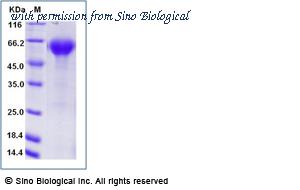 Sino Biological 90311-C41H-B image 1