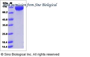 Sino Biological 90315-C02H image 1