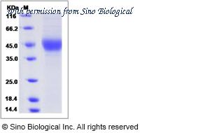 Sino Biological 90315-C08H image 1