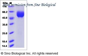 Sino Biological 90331-C08H image 1