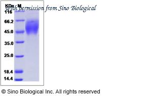 Sino Biological 90800-C08H image 1