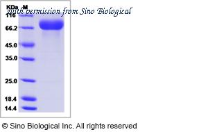 Sino Biological 90802-C02H image 1