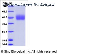 Sino Biological 90802-C08H image 1