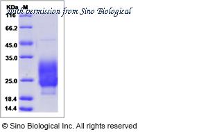 Sino Biological 90804-C08H image 1