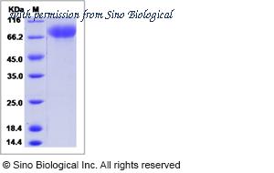 Sino Biological 90806-C08H image 1