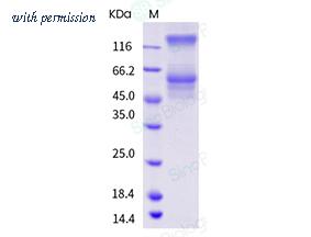 Sino Biological 90841-C08H image 1