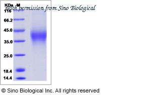 Sino Biological 90844-C08H image 1