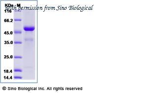 Sino Biological 90848-C01H image 1