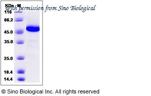 Sino Biological 90851-C05H image 1