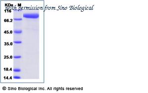 Sino Biological 90879-C07H image 1