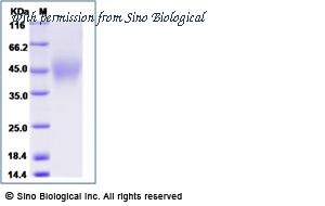 Sino Biological 90885-C08H image 1