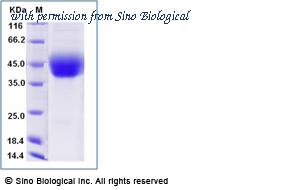 Sino Biological 90897-C08H image 1