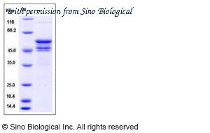 Sino Biological CT024-M0208H image 1