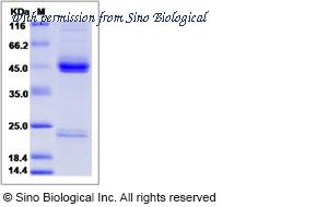 Sino Biological CT037-C08H image 1