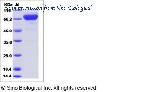 Sino Biological CT050-H08H image 1
